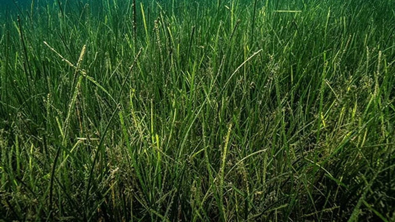 Erdek'te Deniz Çayırları Çalıştayı ve Sahil Temizliği