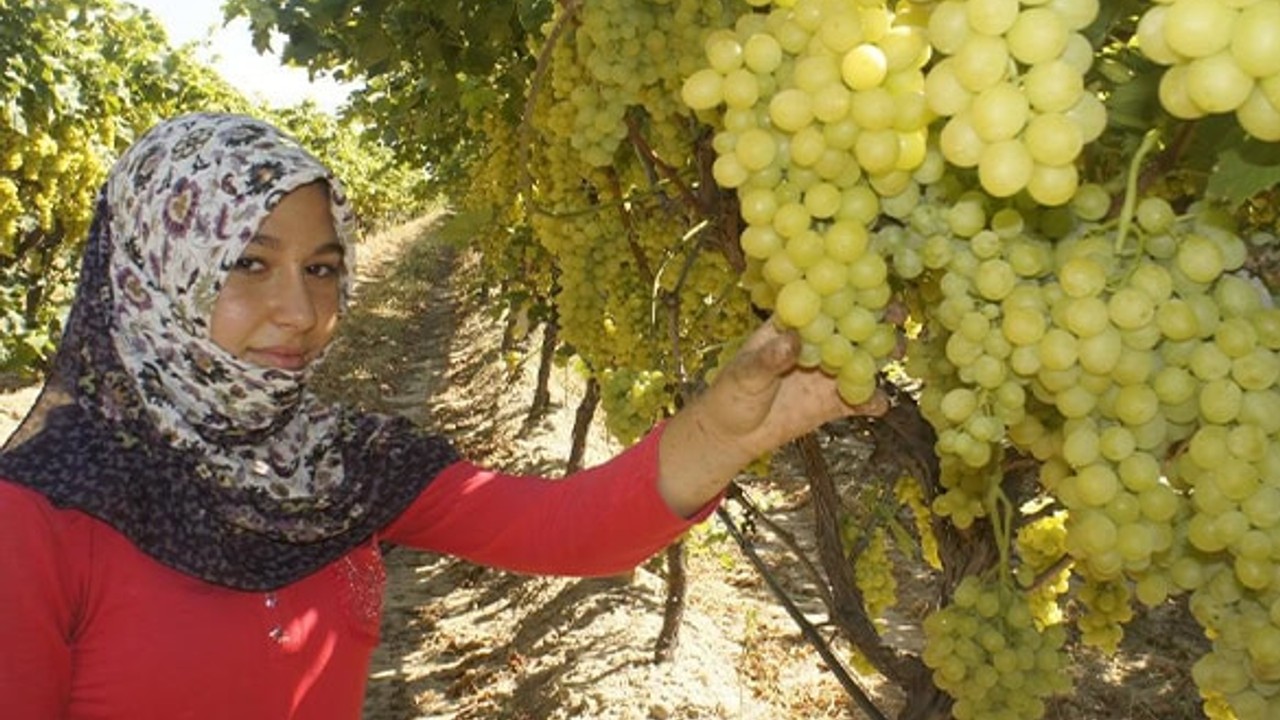 Superior Seedless Üzümünün İhracat Yolculuğu Başladı