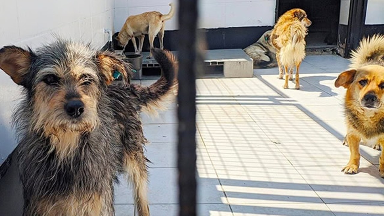 Tarım ve Orman Müdürlüğünden Hayvan Barınağını Denetimi