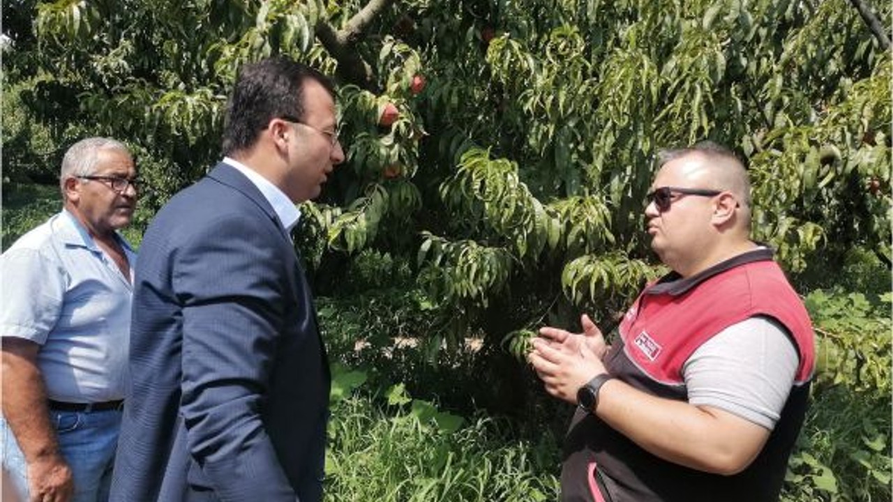 Yeni Kaymakam Şeftali Hasadında