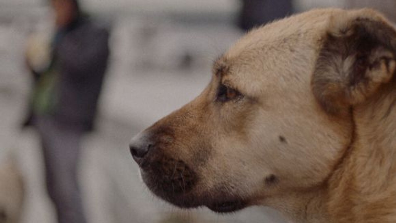 Köpeğini Terk Edene Dudak Uçuklatan Para Cezası