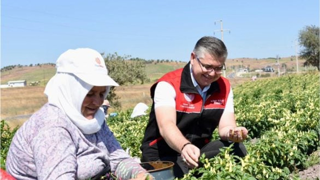 Biberiye Tarlalarında Hasat Zamanı