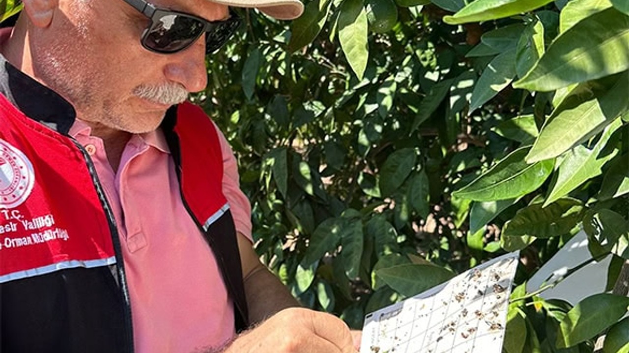 Edremit’te Akdeniz Meyve Sineği ile Toplu Mücadele
