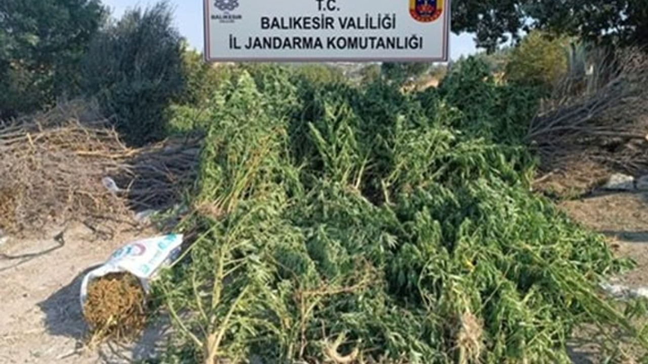 Jandarmadan Uyuşturucu ve Kaçakçılık Operasyonu