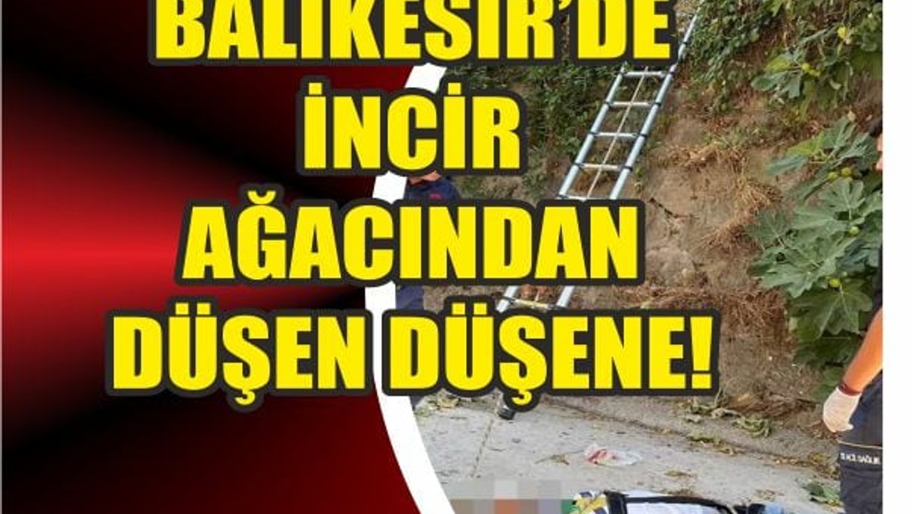 Başçeşme'de İncir Ağacından Düştü! Yine İncir Yine Acı