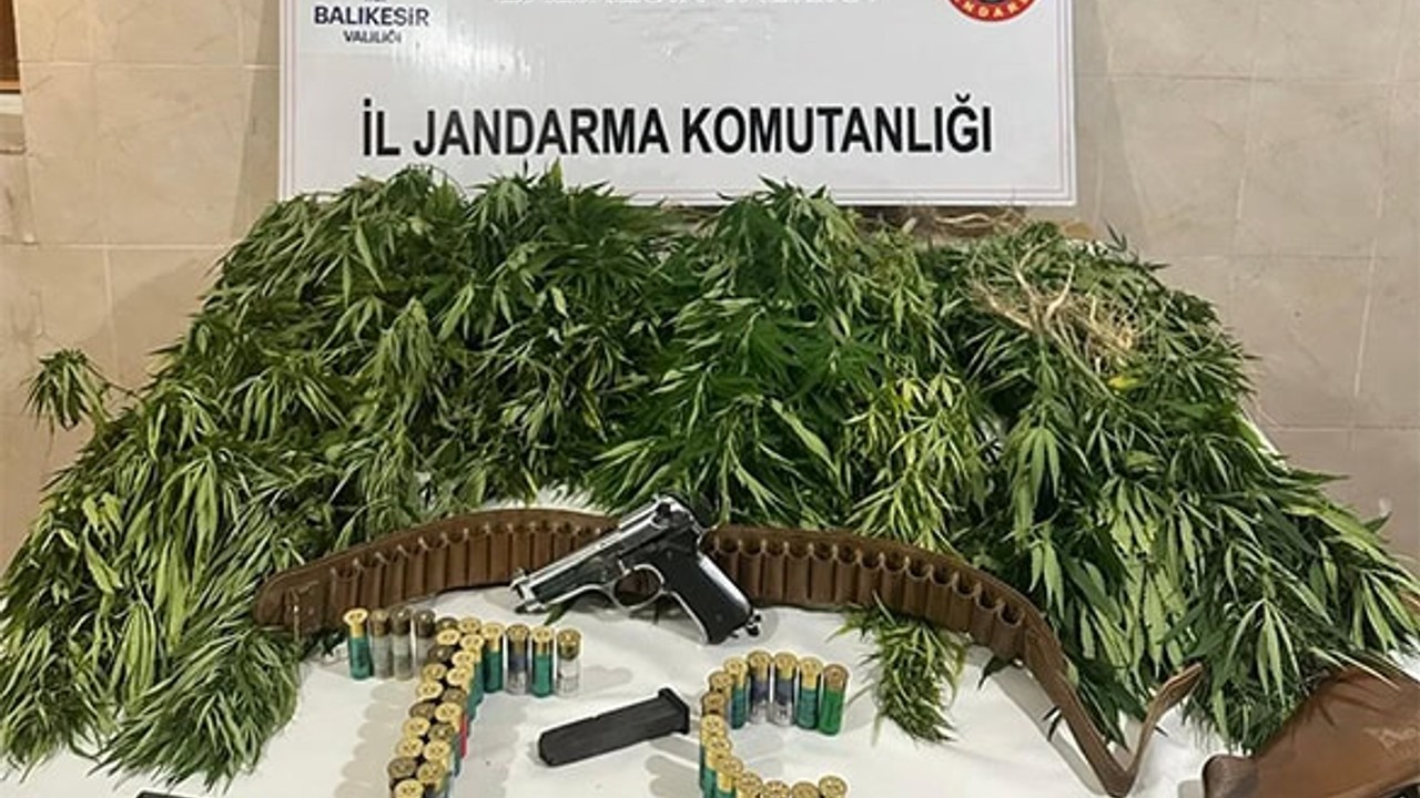 Savaştepe’de 73 kök Hint Keneviri ele geçirildi
