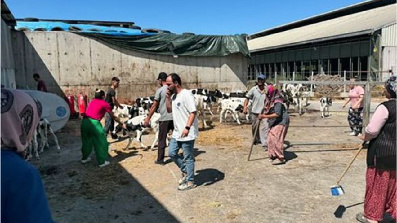 Balıkesir’de Büyükbaş Hayvan Çiftliğinde Yangın