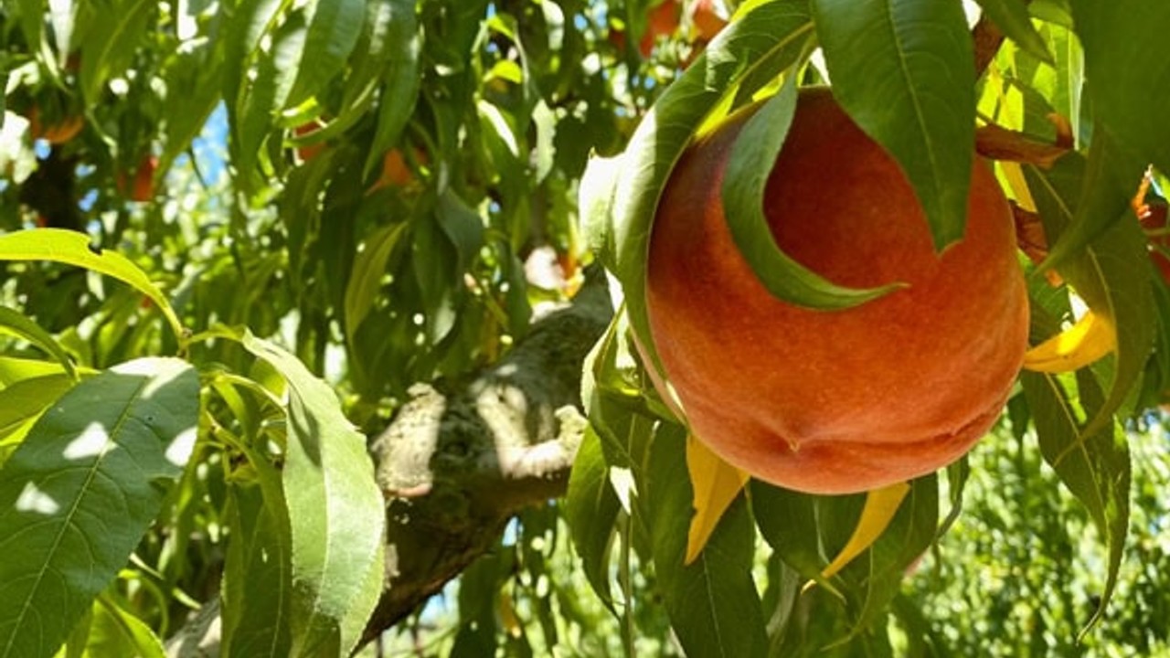 Kepsut’un Şeftali Güzelini Arayacak