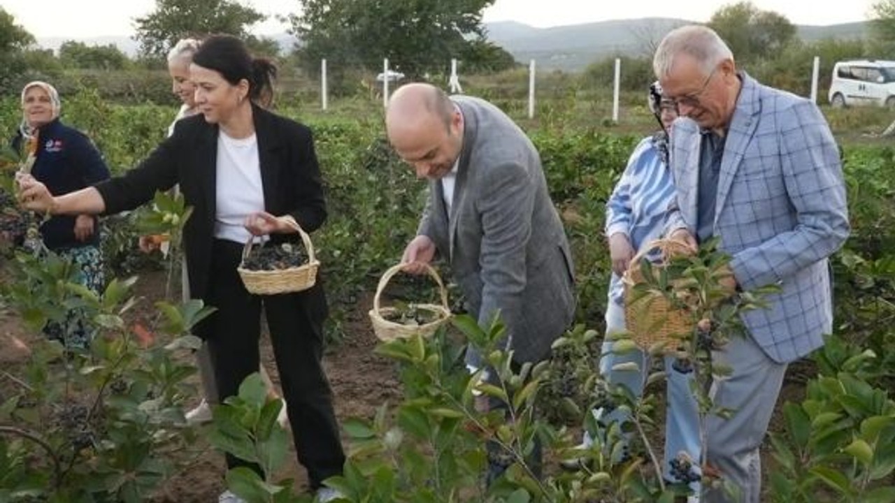 Gönen’de Aronya Hasadı Gerçekleşti