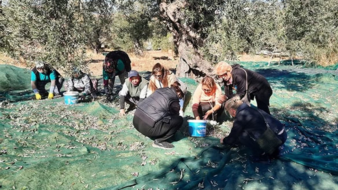CHP Ayvalık İlçe Kadın Kolları Zeytin Hasadına Katıldı