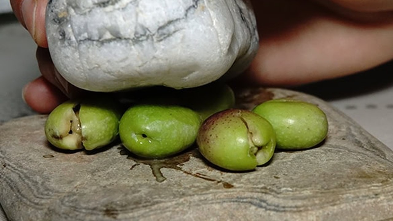 Edremit Körfezi'nde Kırma Yeşil Zeytin Sezonu Başladı