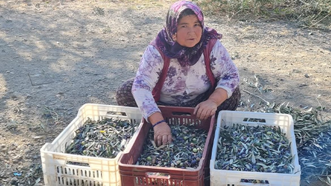 Edremit'te Zeytin Hasadında Makine Dönemi Başladı