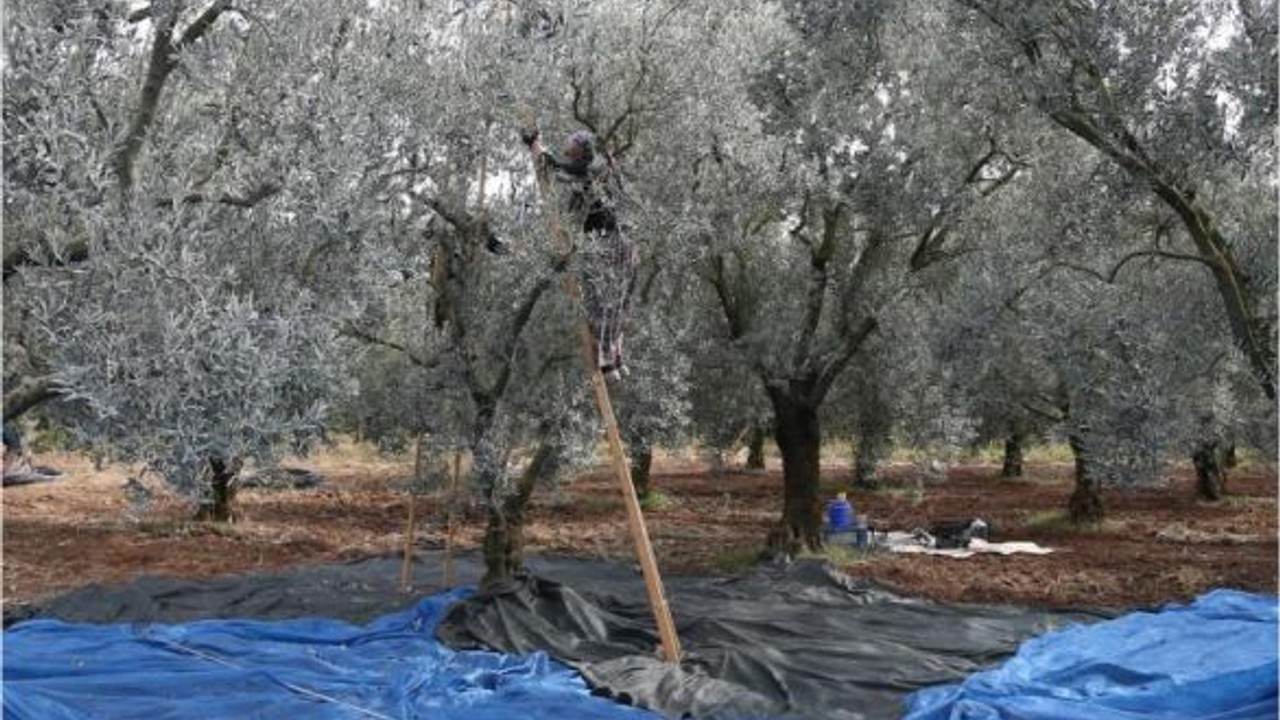 Zeytin Üreticileri Destek Bekliyor!
