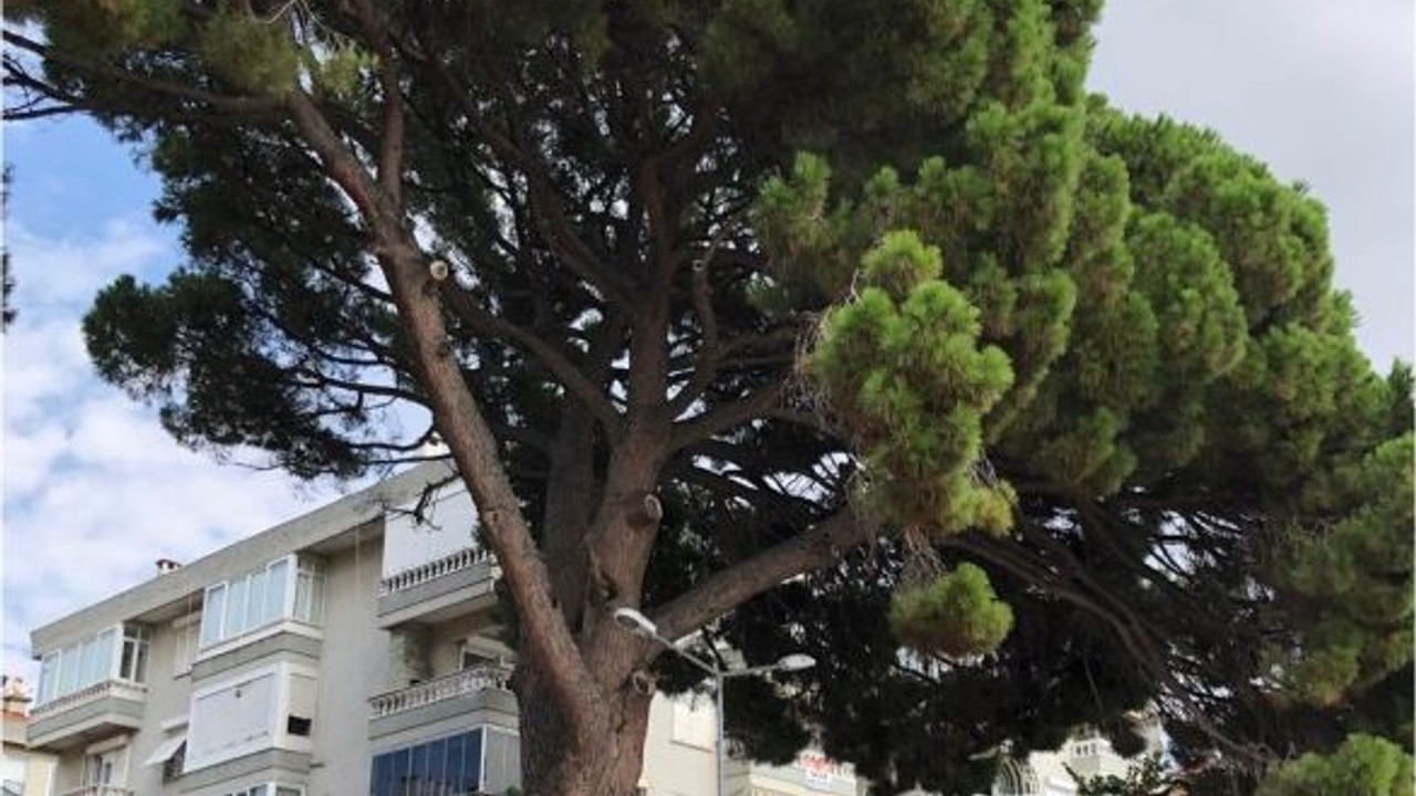 Erdek'te Bulunuyor 1860 Yılına Tanıklık Ediyor