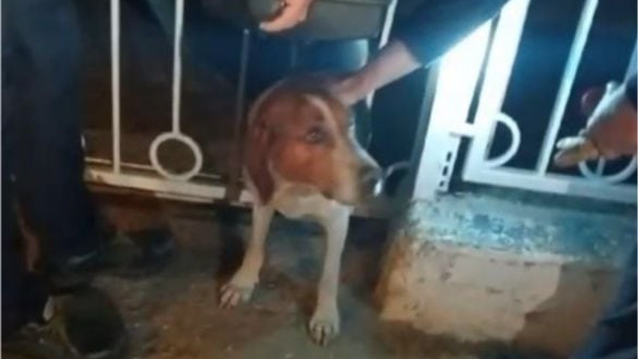 Bandırma'da Parmaklıklara Sıkışan Köpeğe Yardım