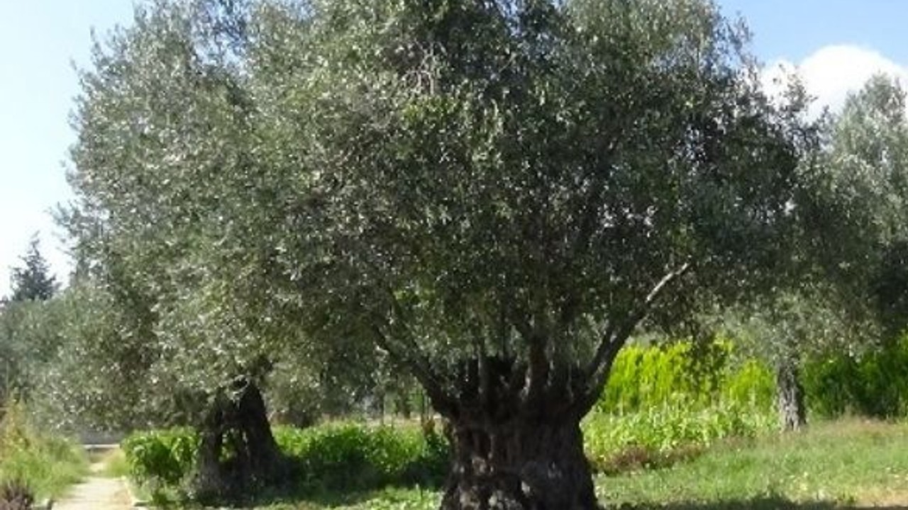 Balıkesir'in Ağaçlarından Sağlığa Yolculuk