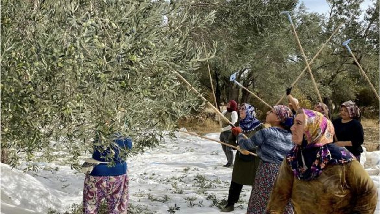 Kazdağları'nda Zeytinleri Sopalarla Döktüler