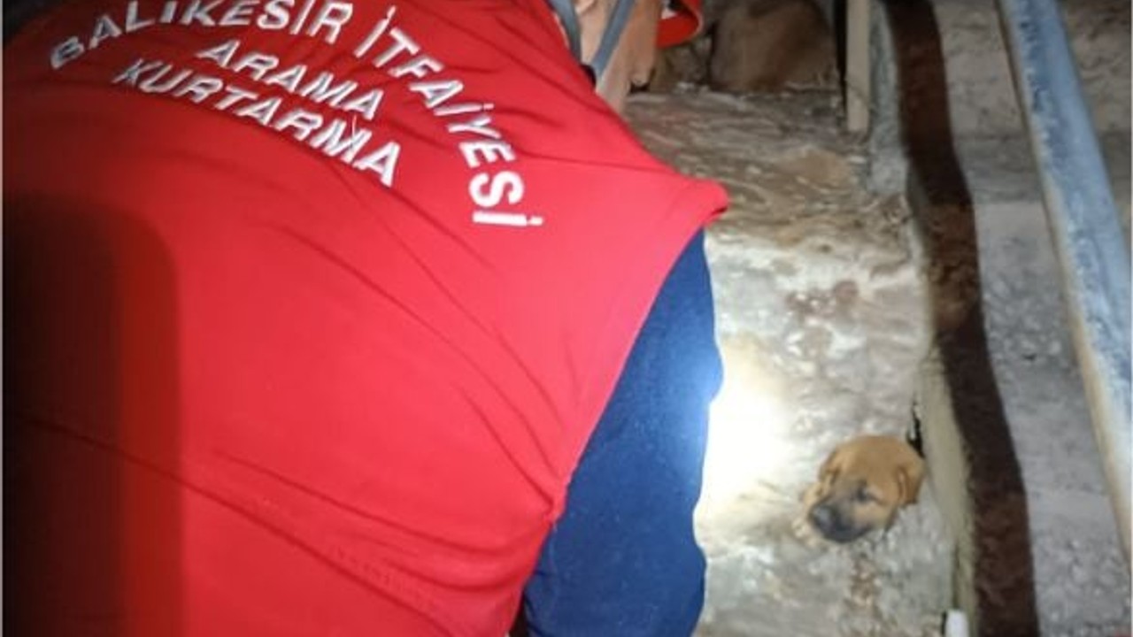 Edremit'te Yavru Köpek Kayalıklara Sıkıştı