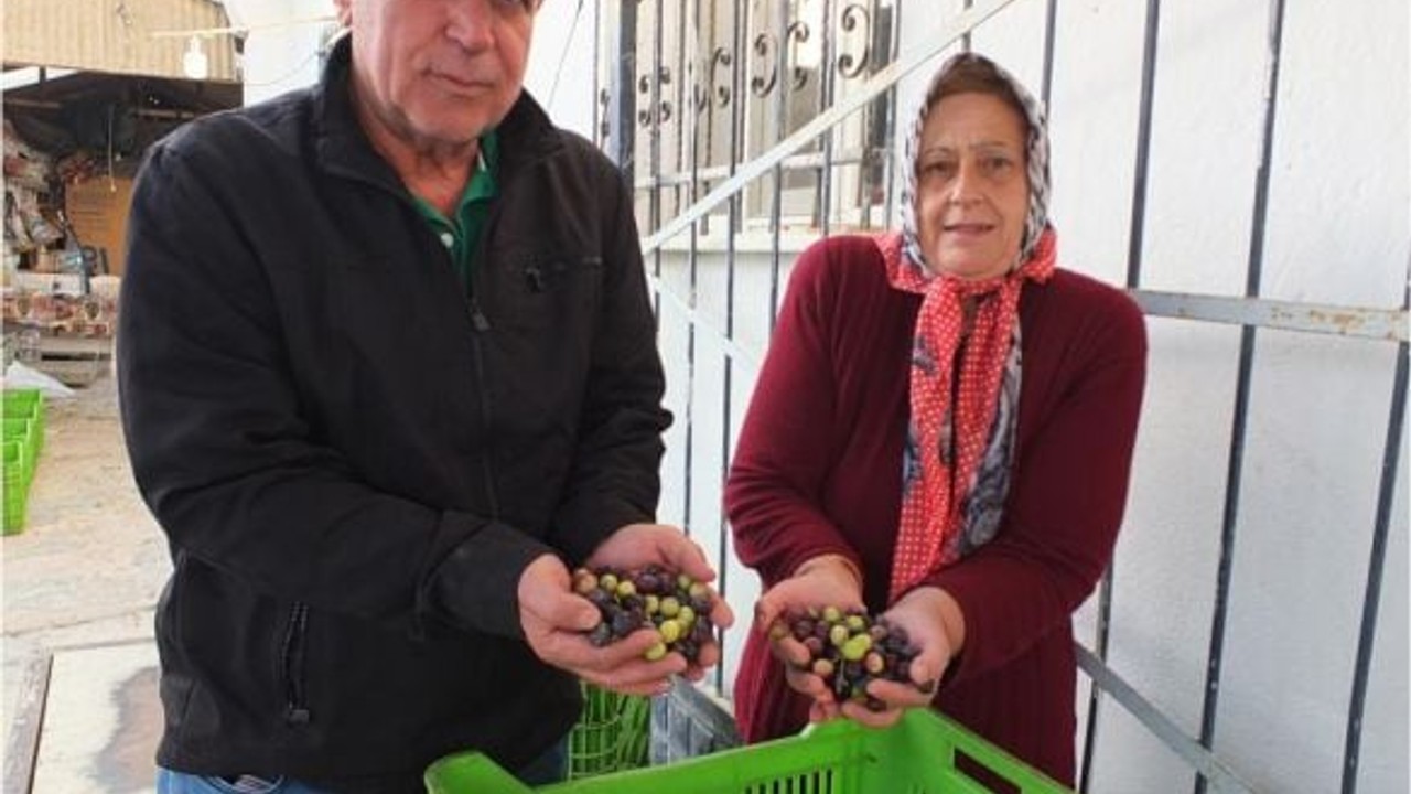 Sarı Zeytin Tehlike Altında! Çiftçiler Açıklama Yaptı