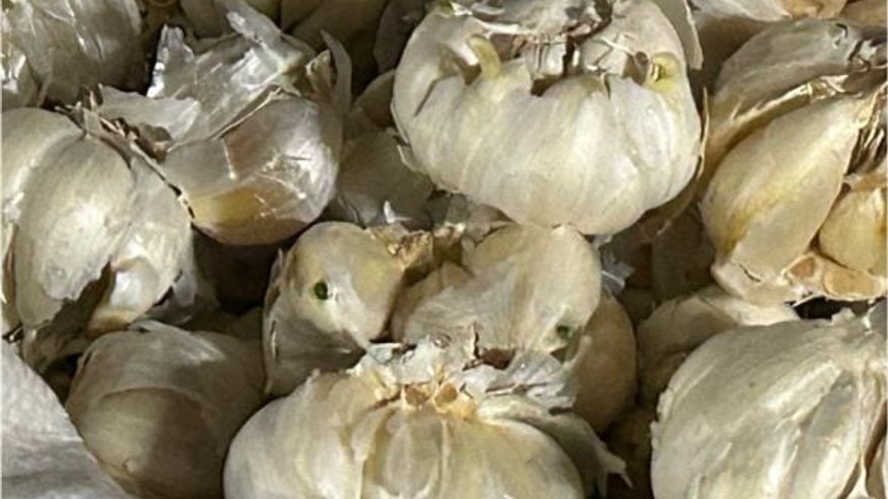 Balıkesir'de Sarımsak Fiyatına Bakılmadan Alınıyor