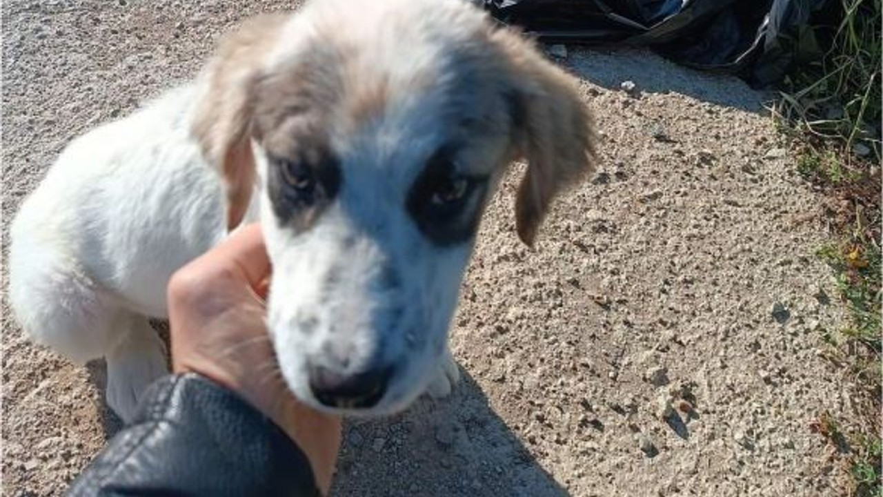 Balıkesir'de Ölüme Terk Edilen Köpek Kurtarıldı!