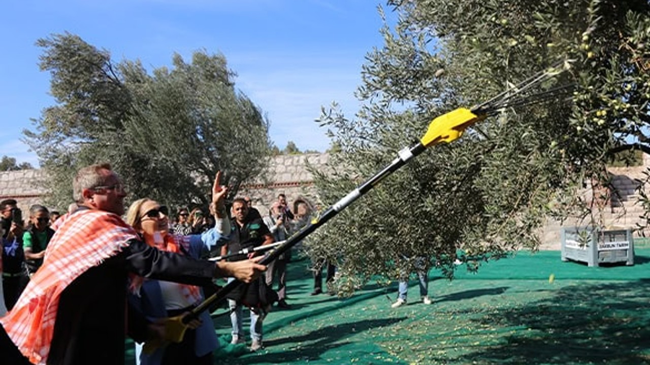 Ayvalık'ta 19. Zeytin Hasat Festivali: İlk Zeytinler Toplandı