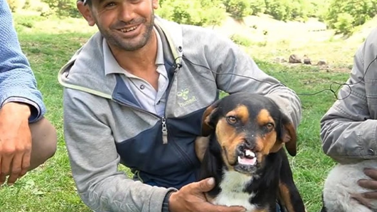 Balıkesirde Domuz Köpeği Parçaladı