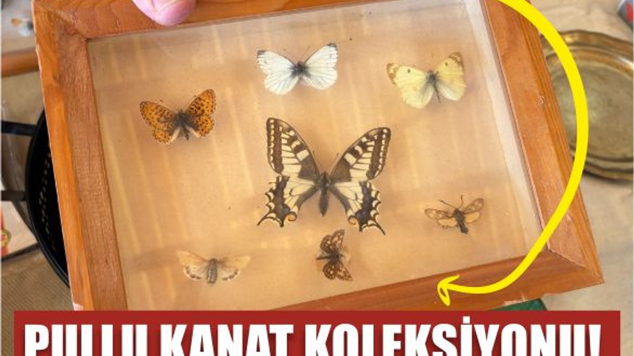 Pullu Kanat Koleksiyonu Balıkesir'de!