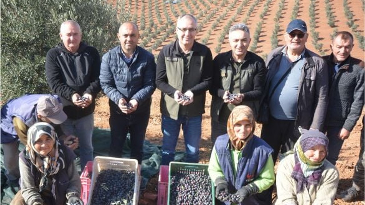 Balıkesir'de Zeytin Hasadı 3 Milyon TL Kazandırdı
