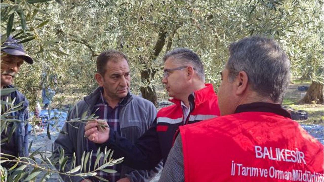 Balıkesir’de Zeytin Hakkında Kritik Değerlendirme