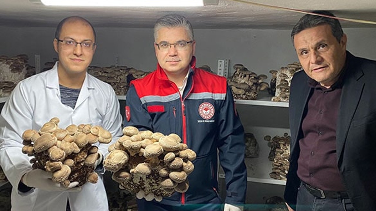 Balıkesir’de Shiitake ve Kral İstiridye Mantarı Hasadı Başladı