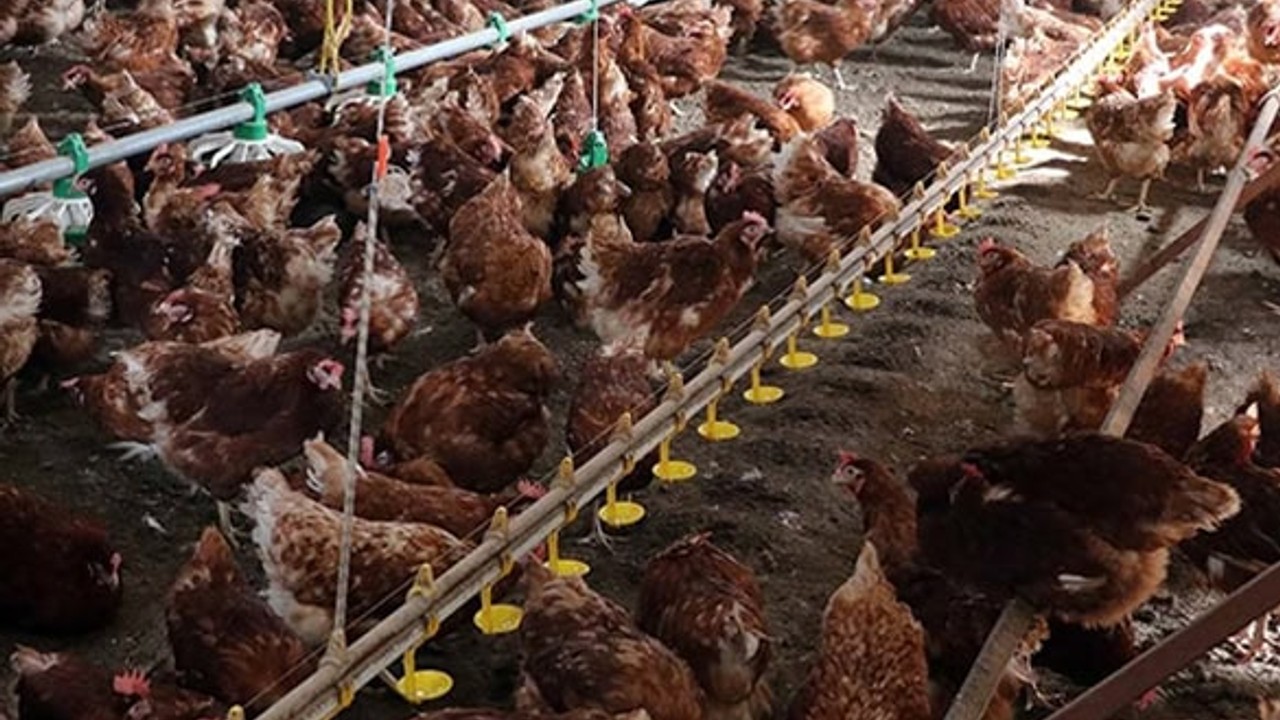 Kümes Hayvancılığı Üretimi Yükselişte