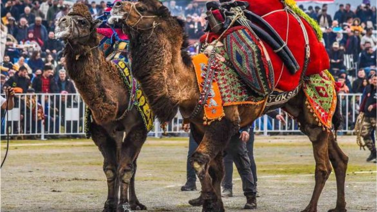 Balıkesir'de Folklorik Deve Gösterisi Nasıl Yapılır?