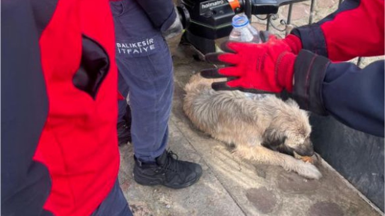 Kapıya Sıkışan Köpek Hayata Döndü