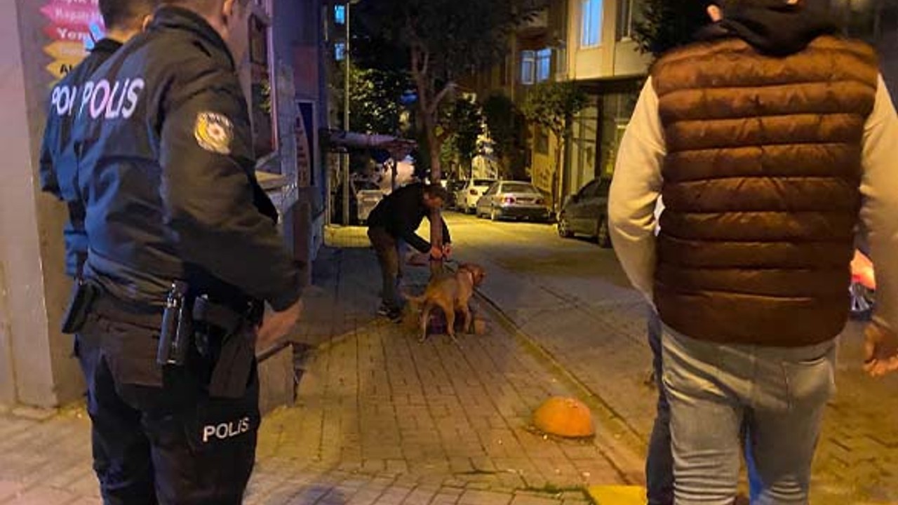 Bandırma'da Pitbull Dehşeti