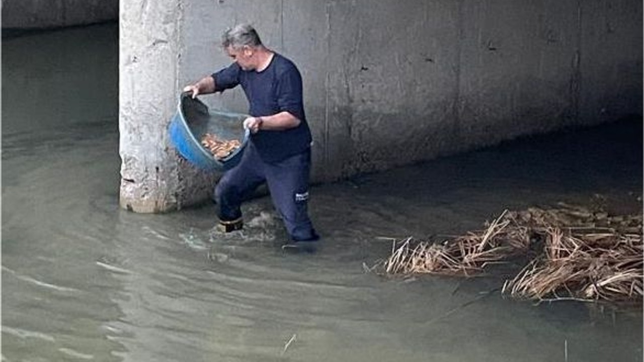 Mahsur Kalan Kedi Leğenle Kurtarıldı