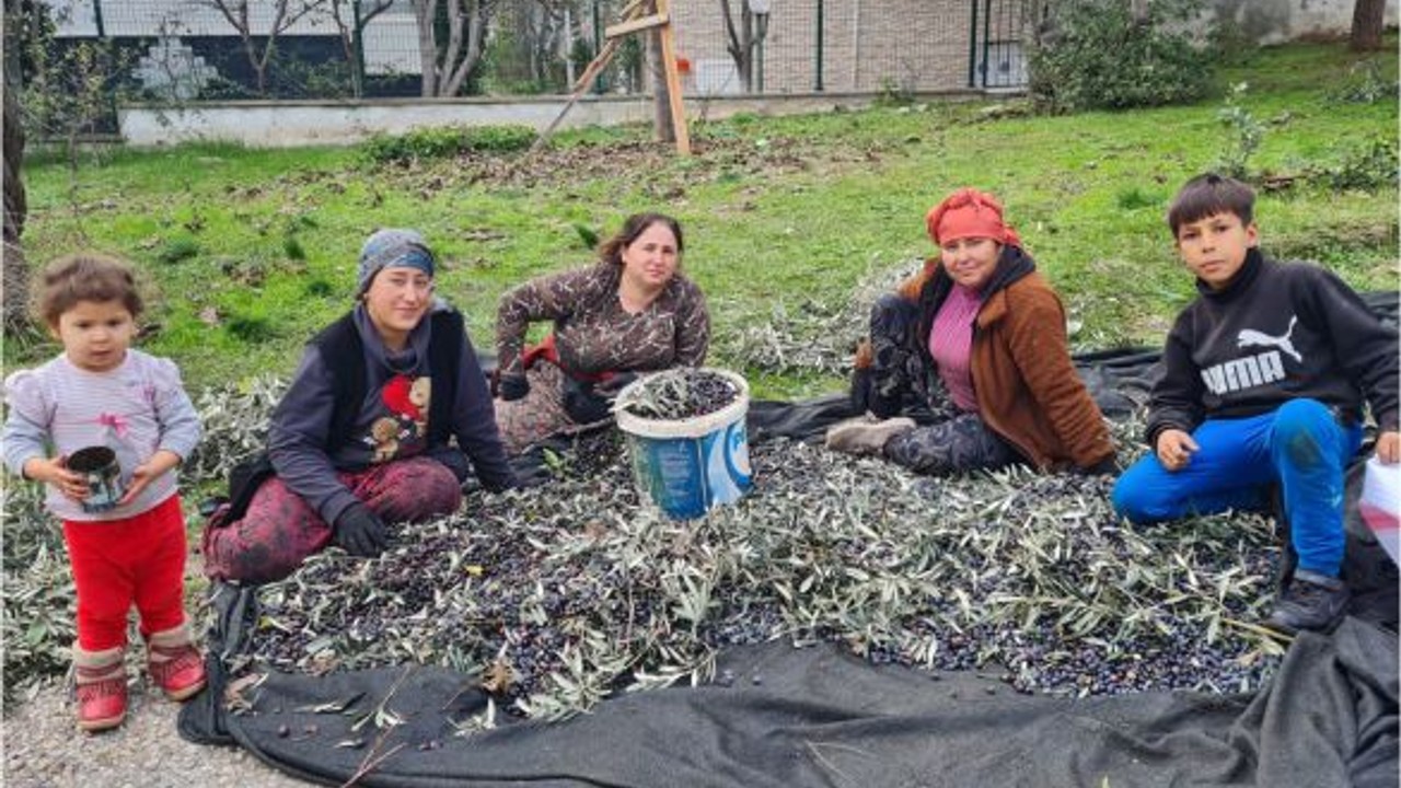 Edremit'te Zeytin Hasadında Sona Yaklaşıldı
