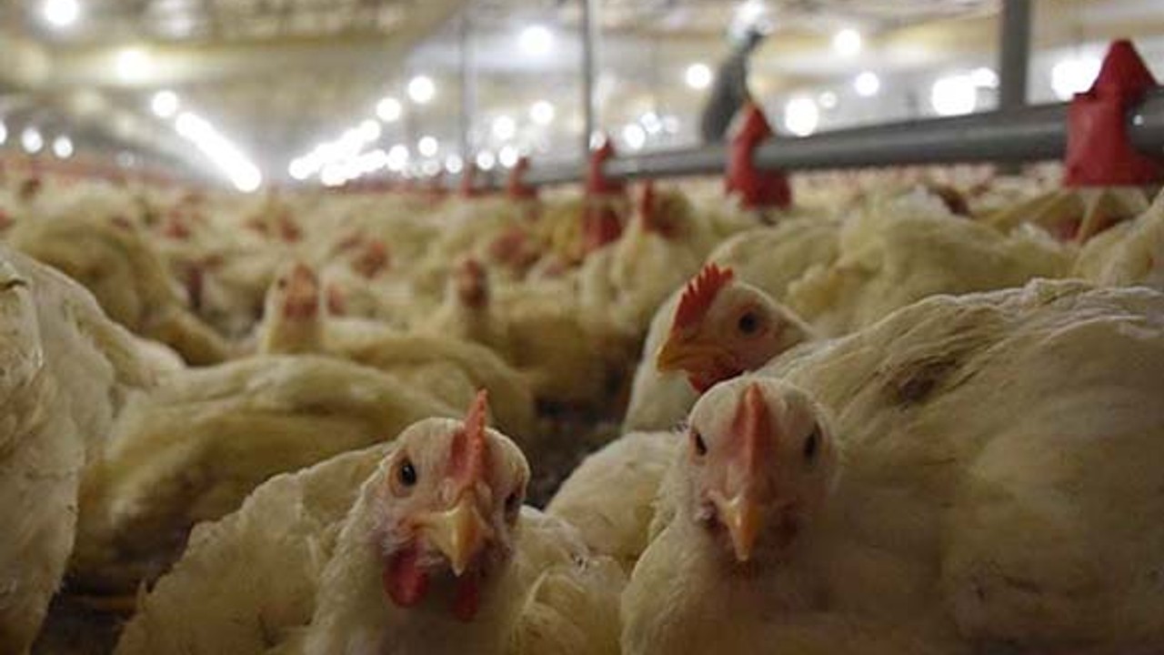2024 Aralık Ayı Kümes Hayvancılığı Üretimi Verileri Açıklandı