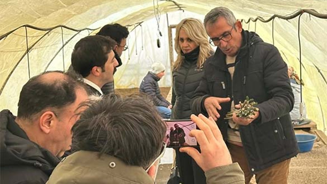 Edremit'te Zeytinde Fidan Üretim Teknikleri Tanıtıldı