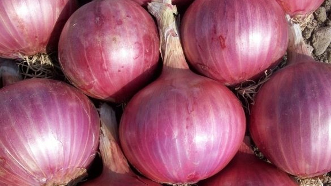 Balıkesir'de Yetişen Mor Soğan Popülerliğini Koruyor!