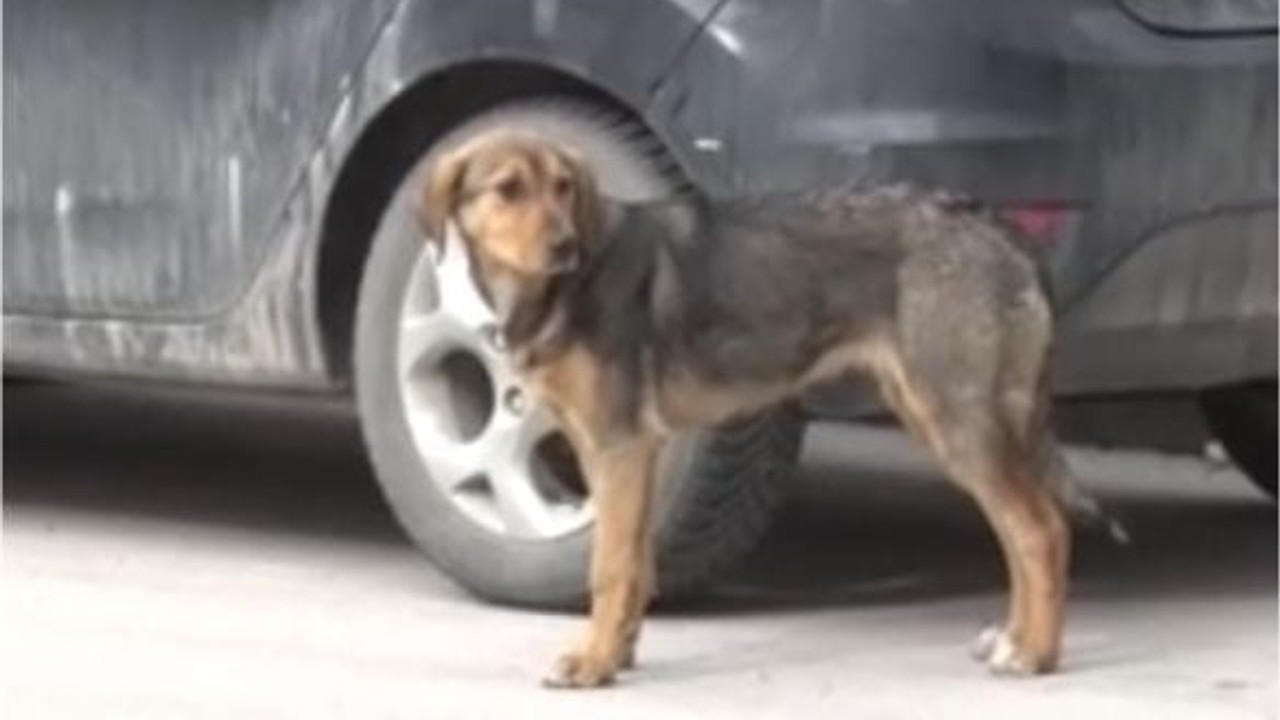 Sahipsiz Köpek Yaşlı Kadına İki Kez Saldırdı!