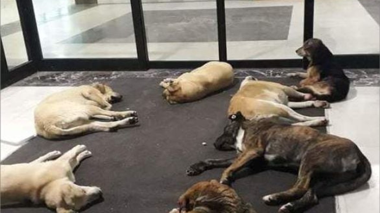 Bakanlıktan Yazı! Hastanelerde Sahipsiz Hayvan Kalmayacak