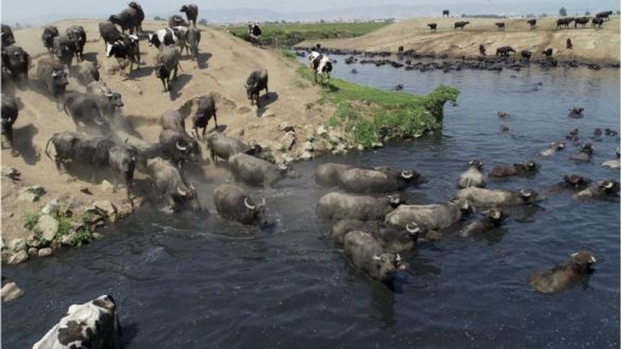 Burası Afrika Savanası Değil Balıkesir