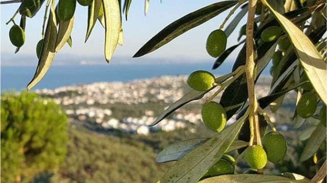 Balıkesir'de Zeytin Ağaçlarının Bakımı Böyle Yapılıyor