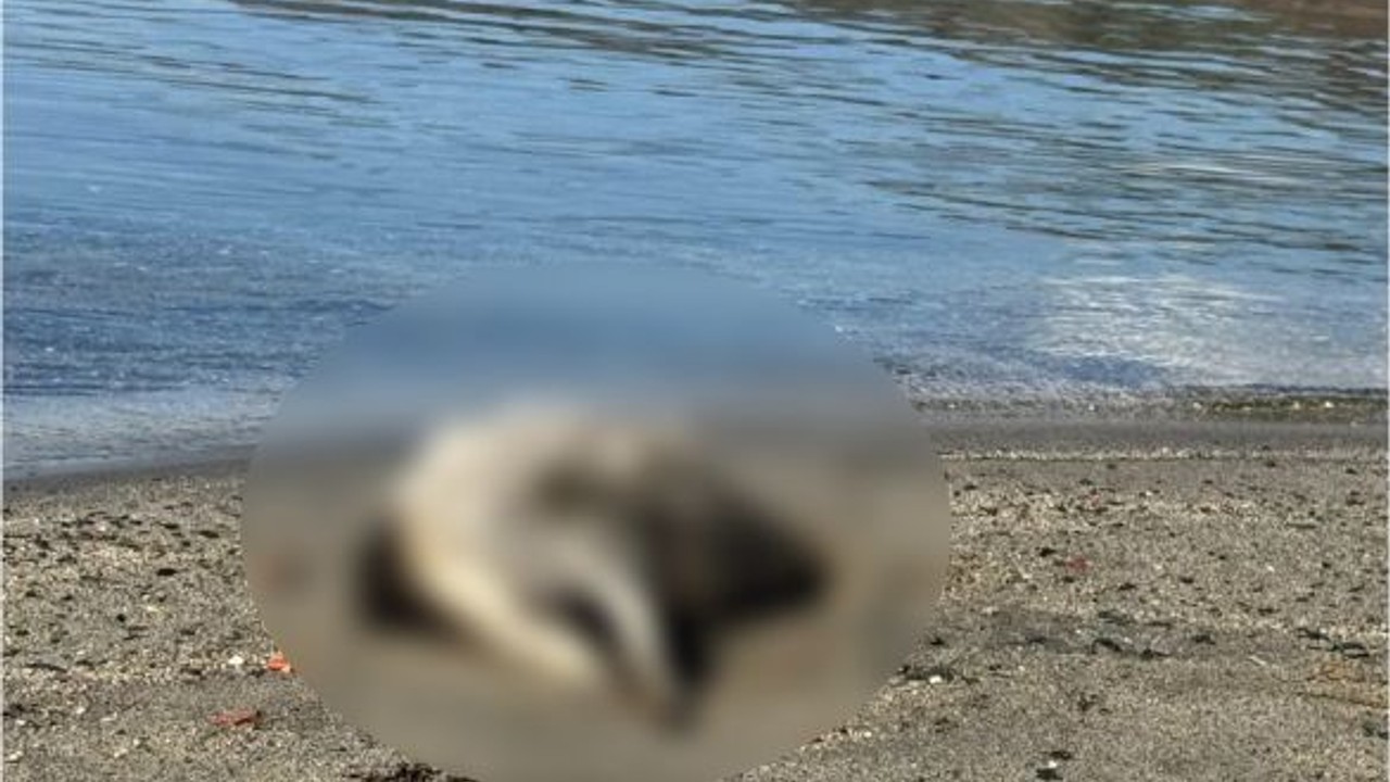 Balıkesir’de Yine Porsuk Ölüsü Bulundu