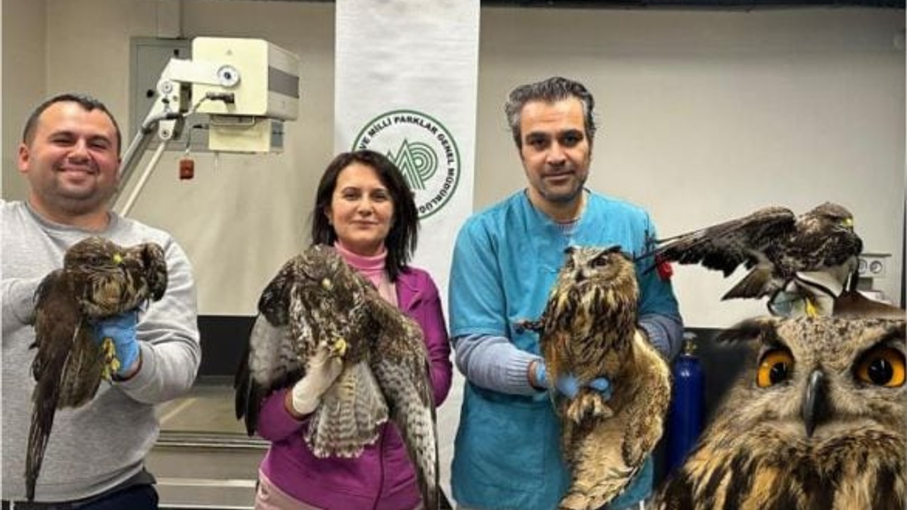 Balıkesir'de Yaralı Yaban Hayvanları Kurtarıldı!