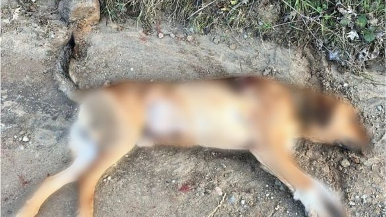 Balıkesir'de Sokak Köpeğini Silahla Vurdular!