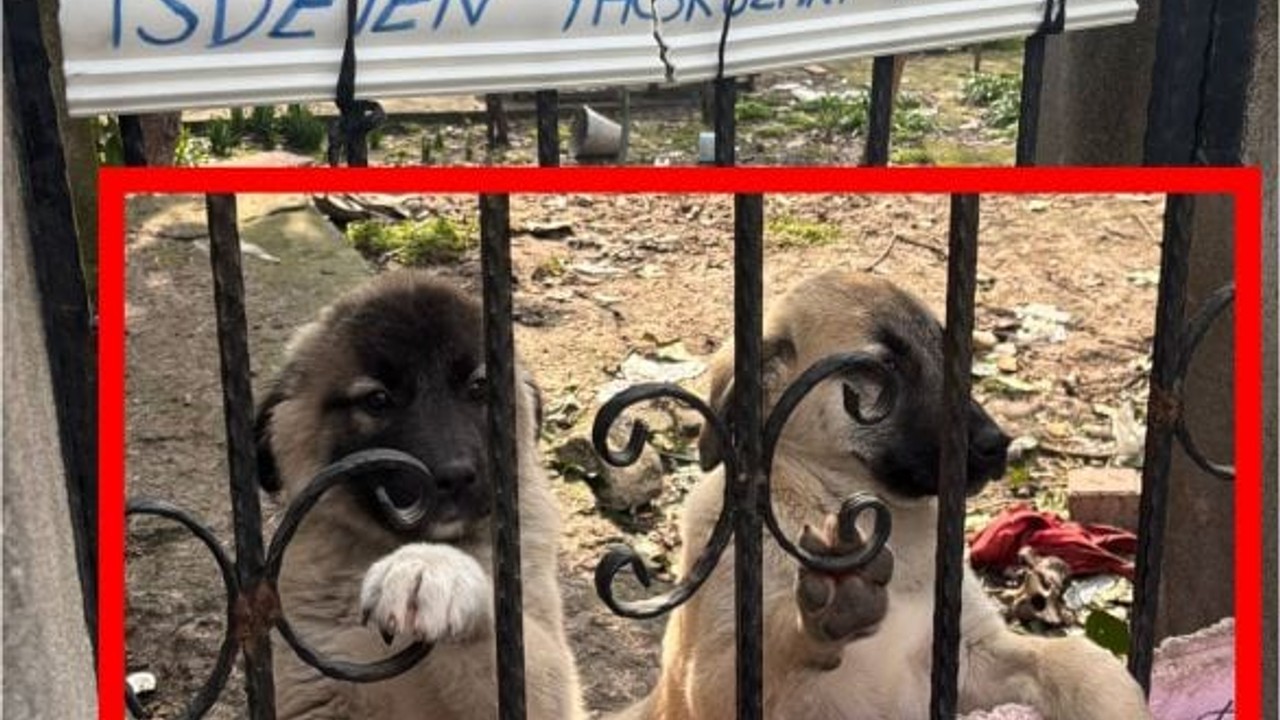 Bigadiç’te Kangal Yavruları Sahiplenmeyi Bekliyor