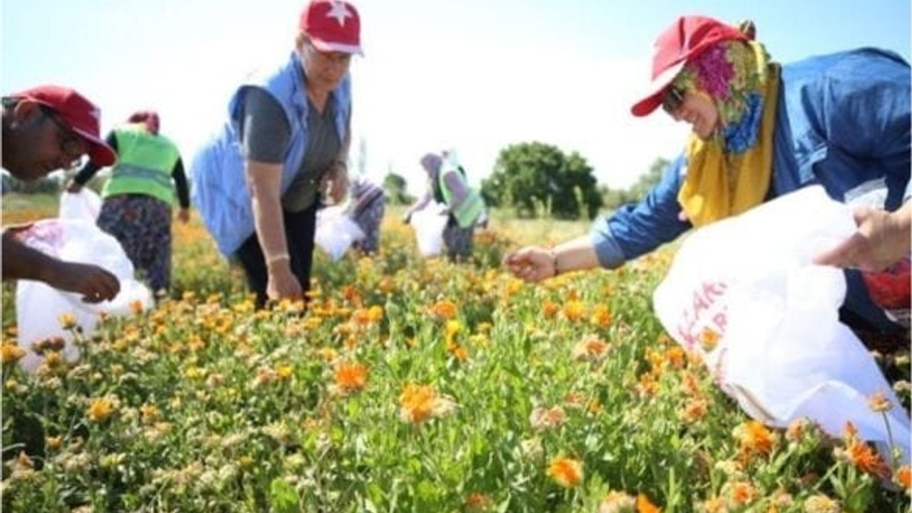 Balıkesir'de Şifalı Bitkileri Toplarken Dikkat Edilmesi Gerekenler