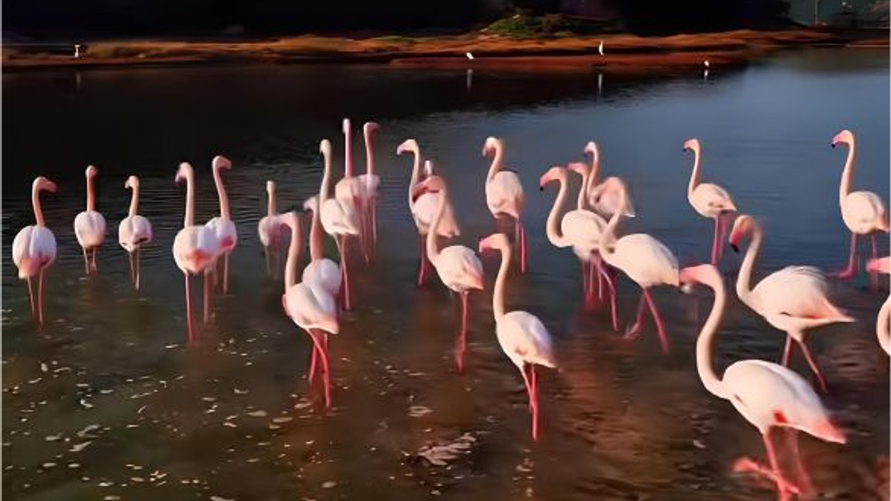 Ayvalık'ta Flamingoları Görebileceğiniz Yerler